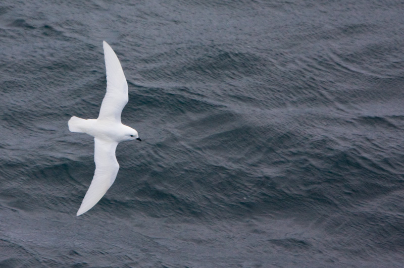 Snow Petrel In Flight